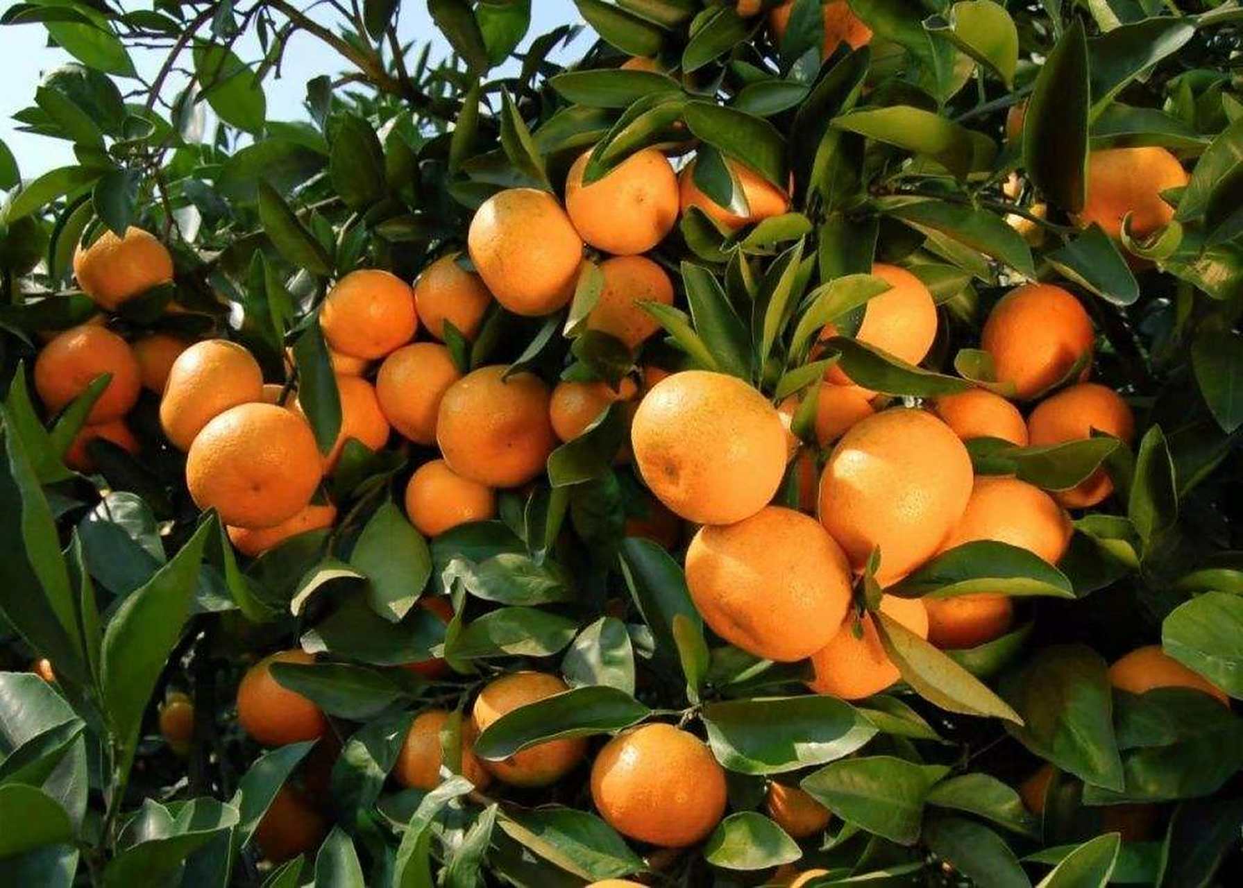 寻乌蜜桔,江西省赣州市寻乌县特产,寻乌蜜桔桔果大型美,皮溥肉厚,色泽