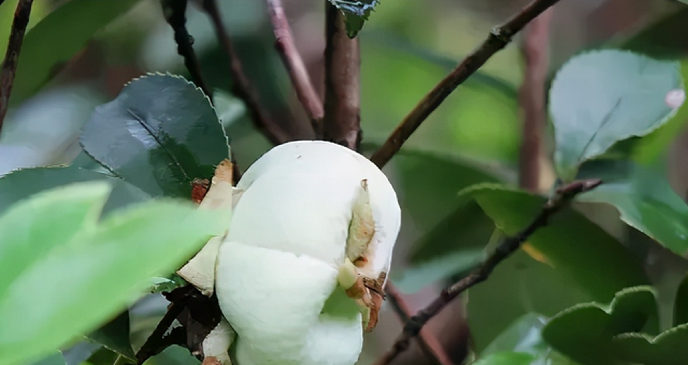 茶萢是一种茶花果实的变异形态.