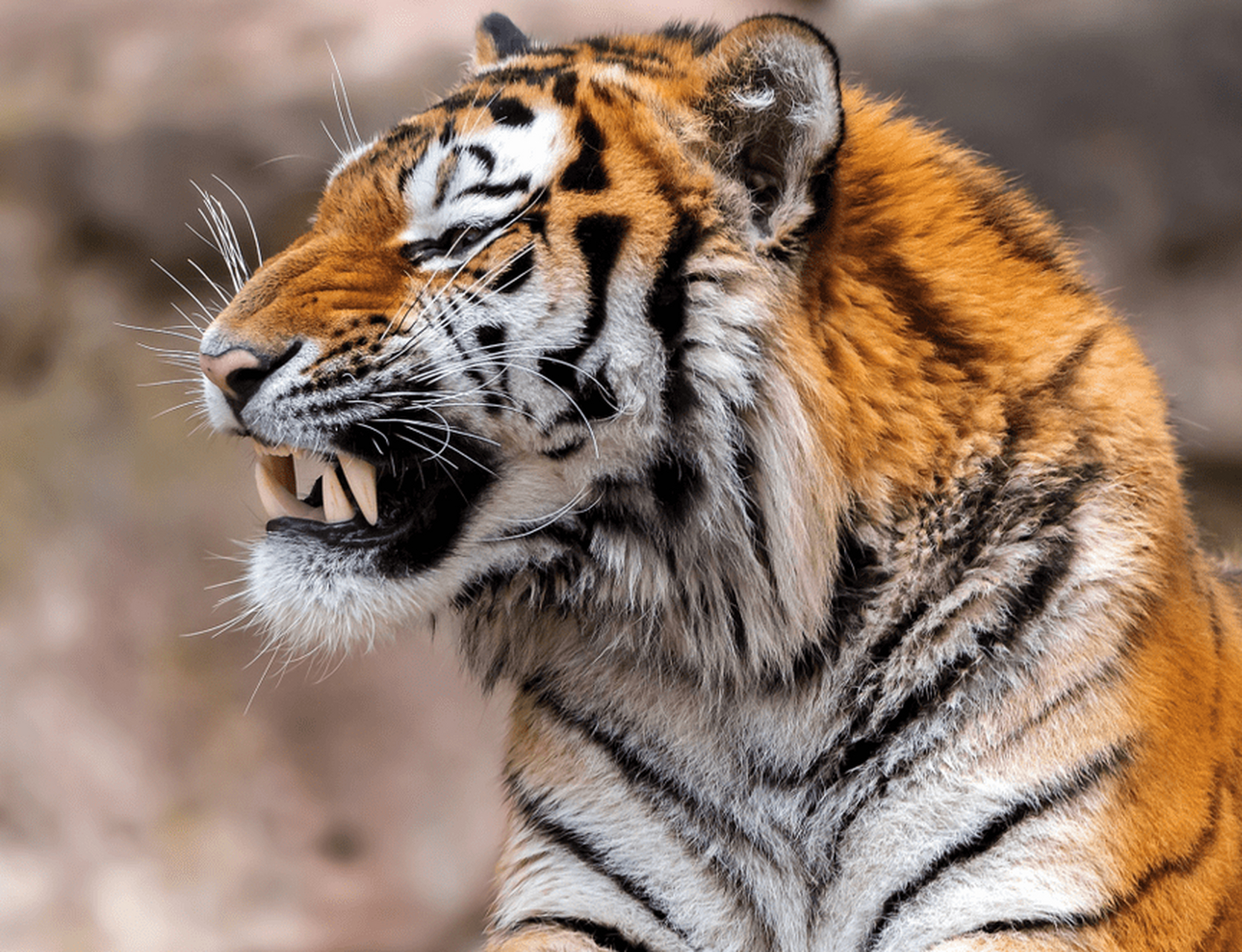 地球上最凶猛的动物 老虎(代表是虎中最强的东北虎)东北虎,又称