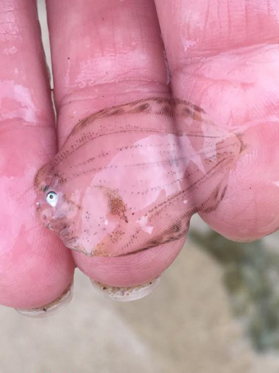 每天陪孩子一起瞧动物 名称:比目鱼 别名:鲽鱼 分类:动物界,脊索动物