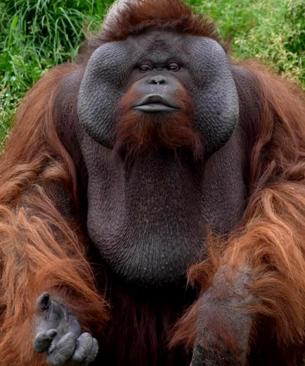在动物园看到的红毛猩猩频繁对着游客做出亲吻动作,神态搞笑,逗乐了一