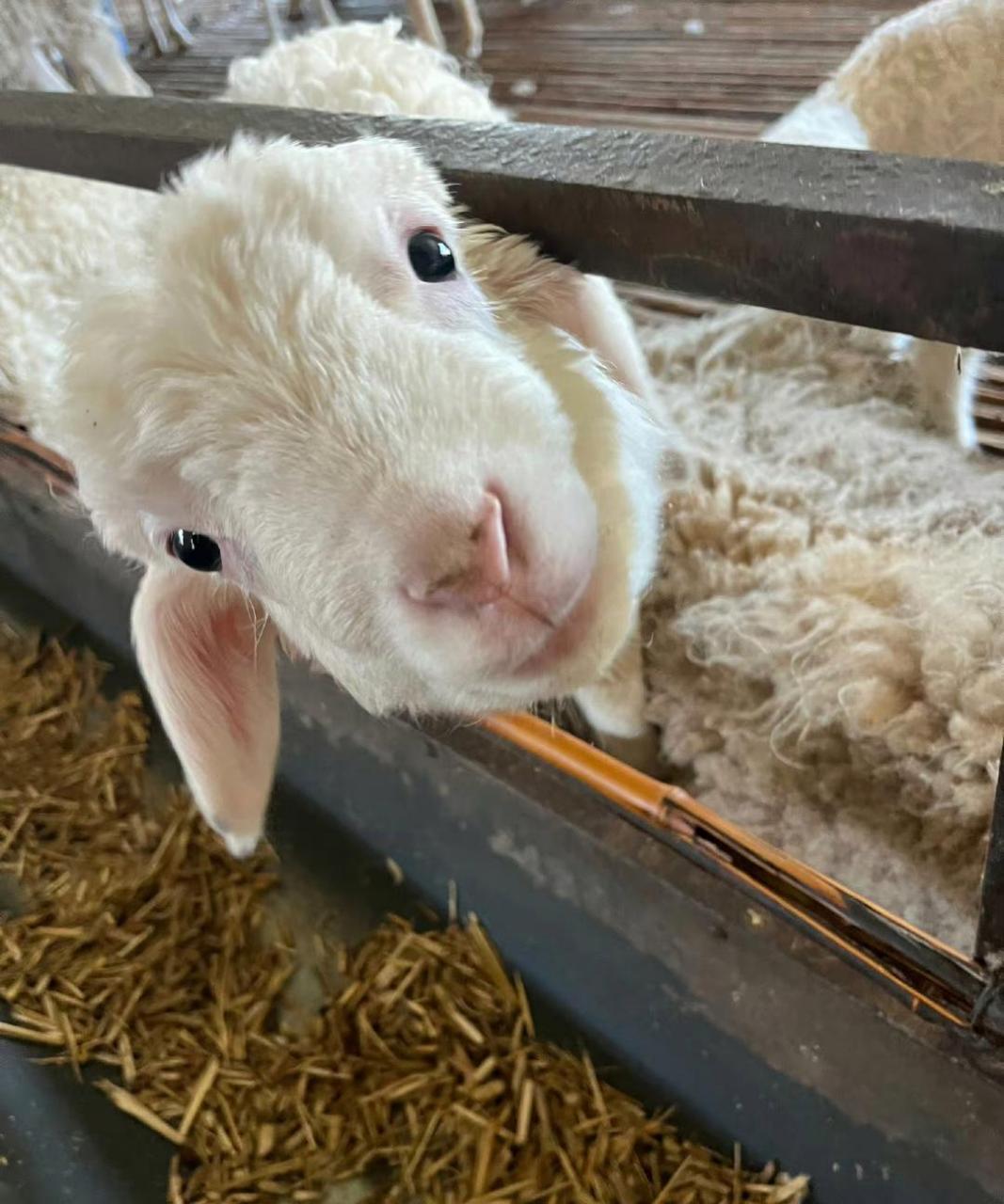 羊羊:拍照吗?那我站好,拍吧. 67 #趣图搞笑