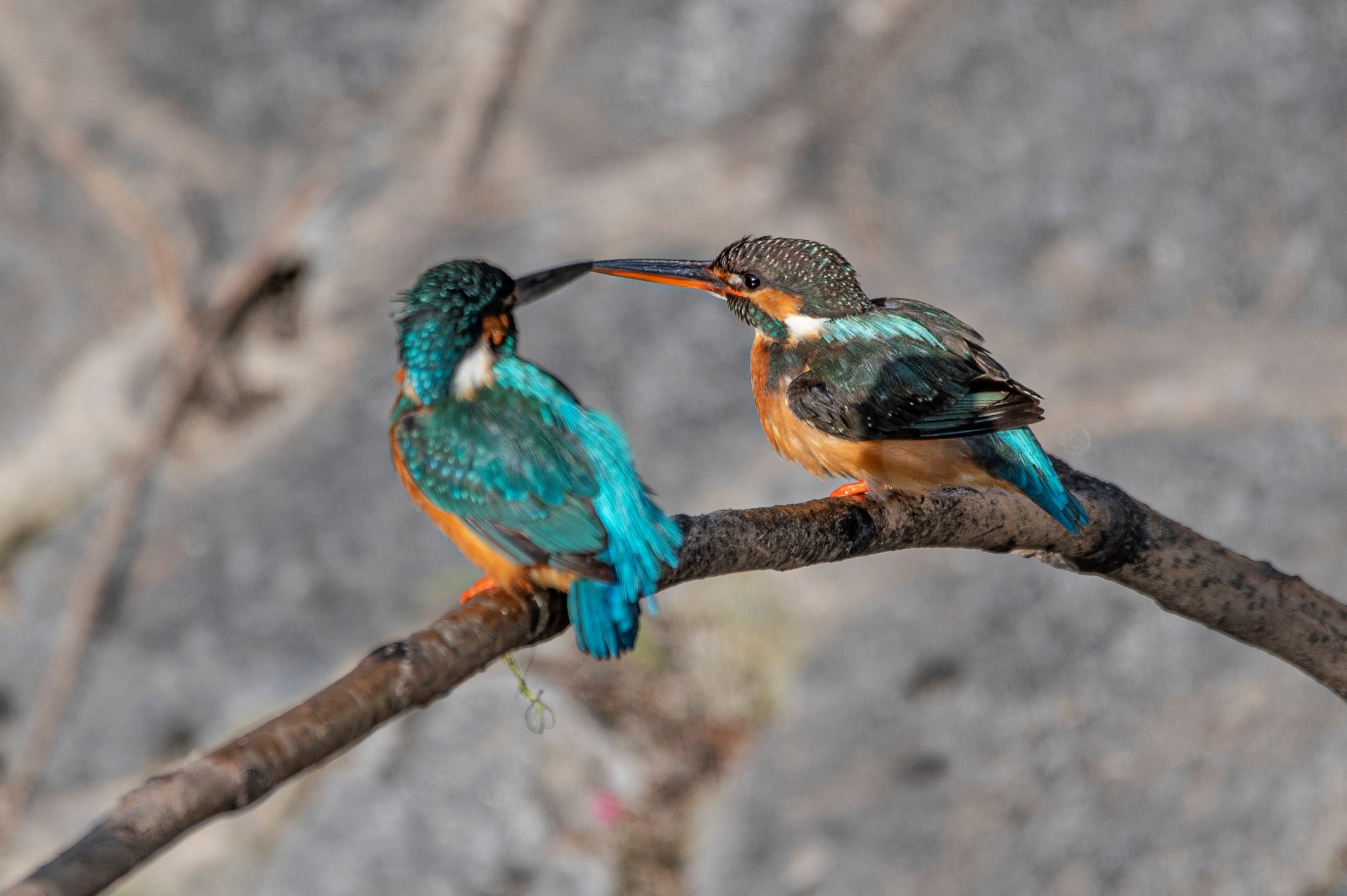 嘴对嘴,一对小翠儿(翠鸟)#建议取消龙门架上面的射灯# #冬天最佳打开