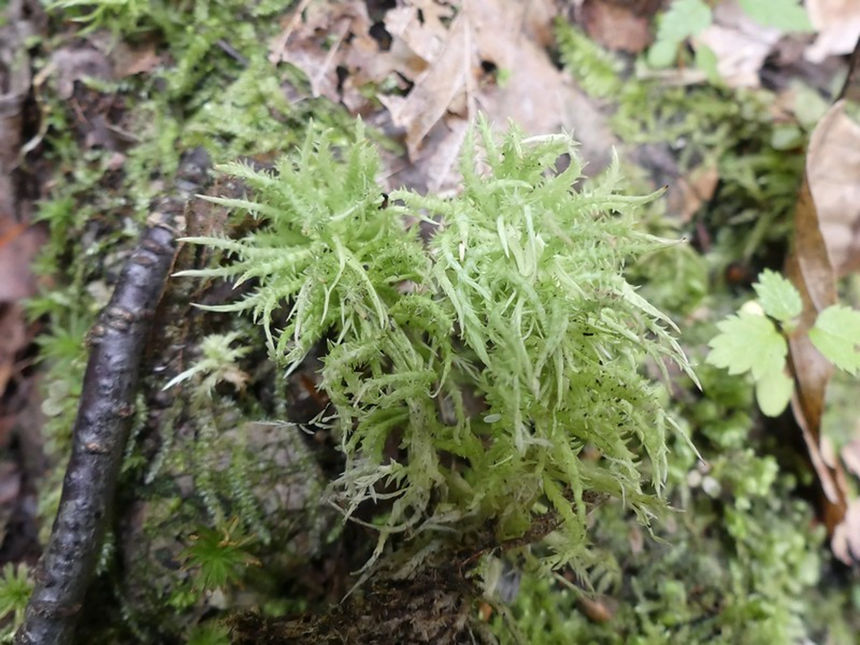 保护野生植物名录系列|苔藓|粗叶泥炭藓 粗叶泥炭藓 sphagnum squarro