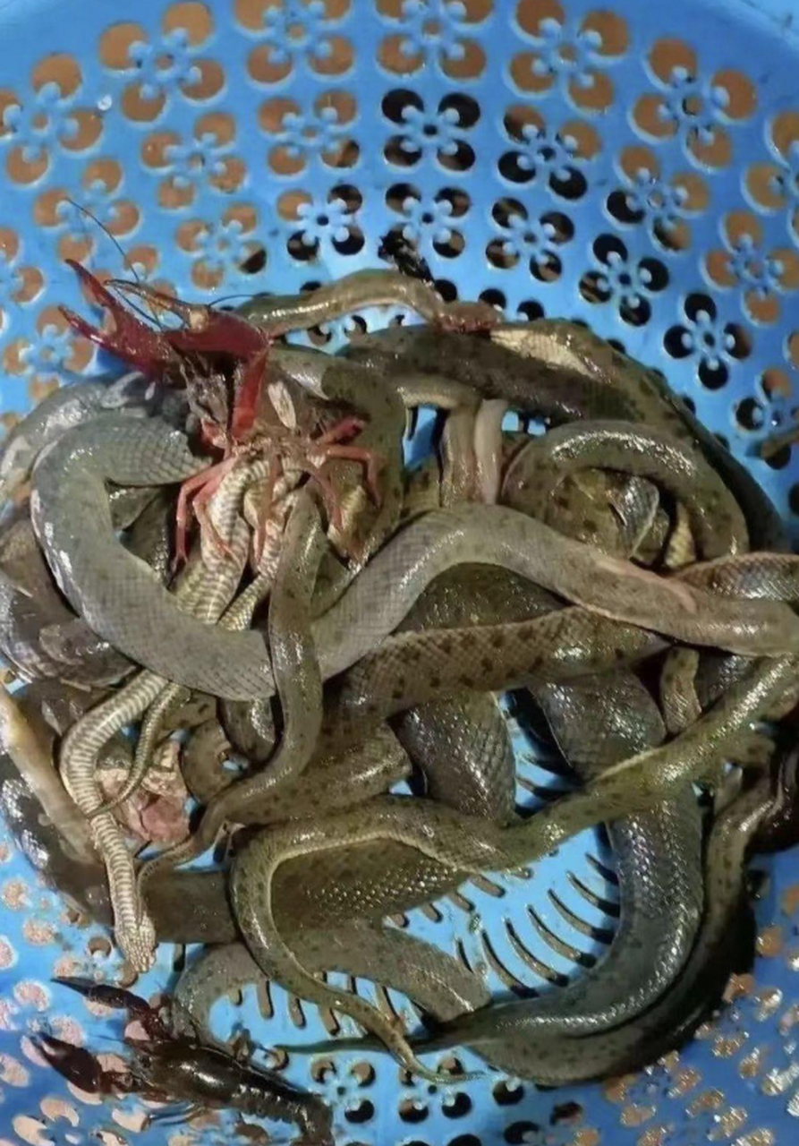 下了两天的地笼,满满的收获,这些都是黄鳝吗?