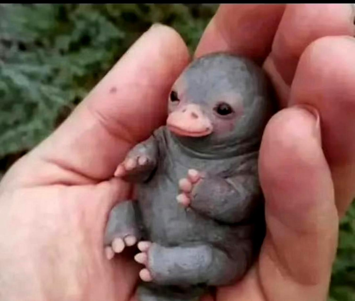 可达鸭和扁嘴兽是两种不同的动物.