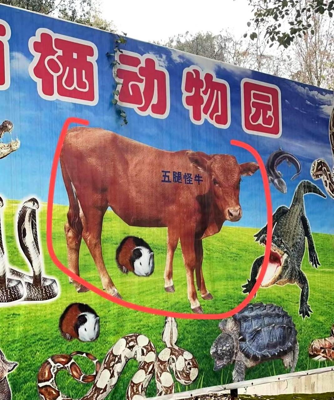 这只有五只脚的牛很时尚,它还穿着切尔西靴.