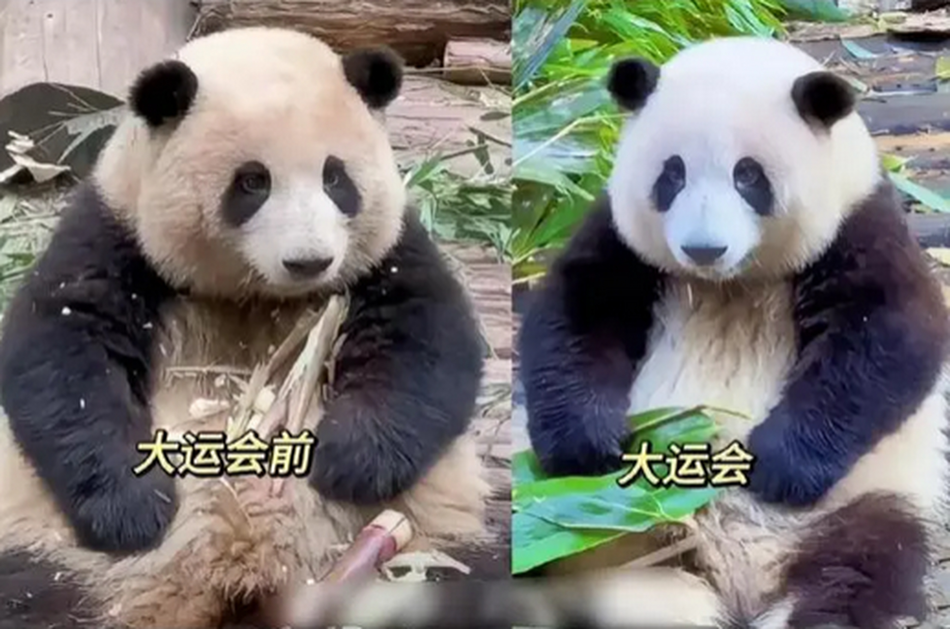 国人尽皆知悉,花花洗澡的新闻传遍大江南北.