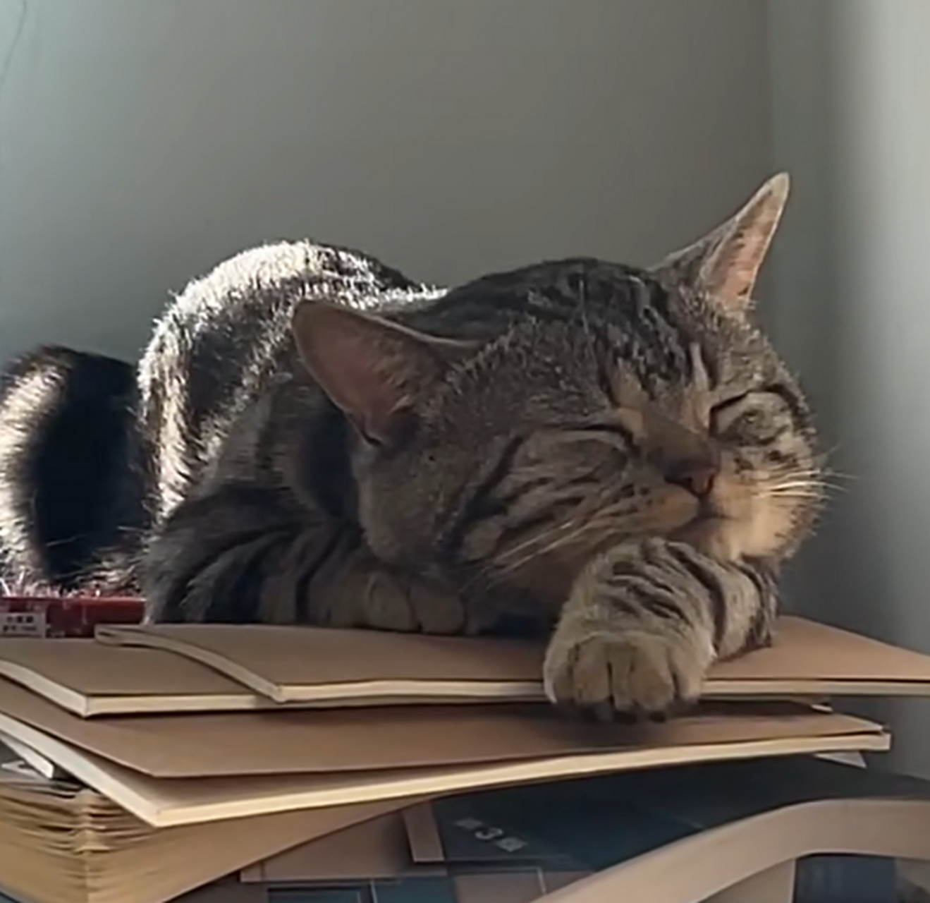 花猫:一看书就犯困,注定考不上大学了.