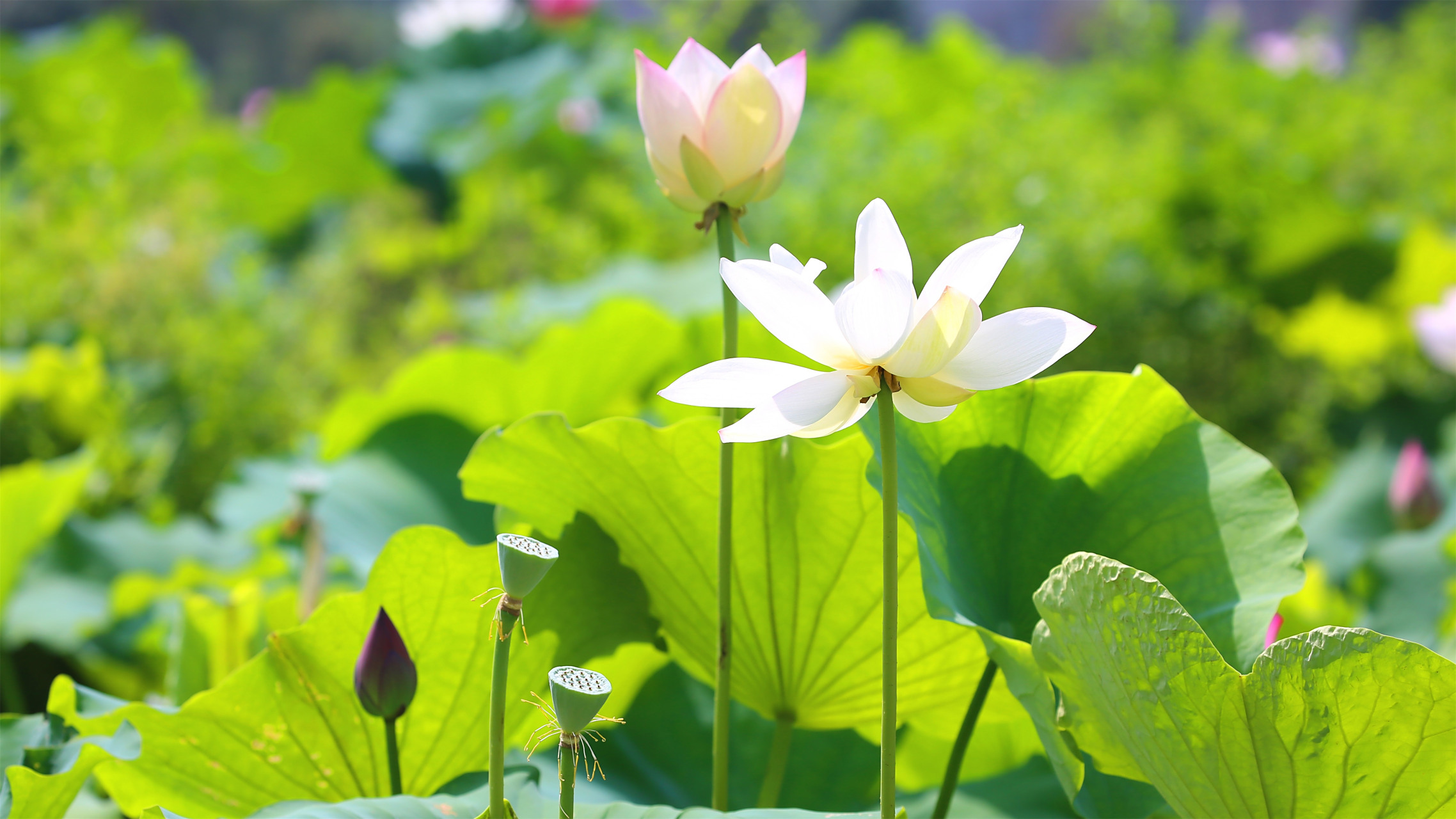 让我们一起去探索第十届荷美覃塘荷花文化旅游节吧!