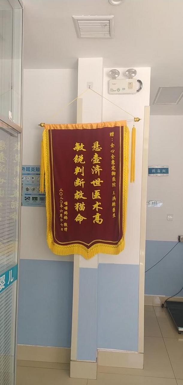 这样的锦旗你有见过?绝绝子 去一个宠物店,给我家的狗狗看病.