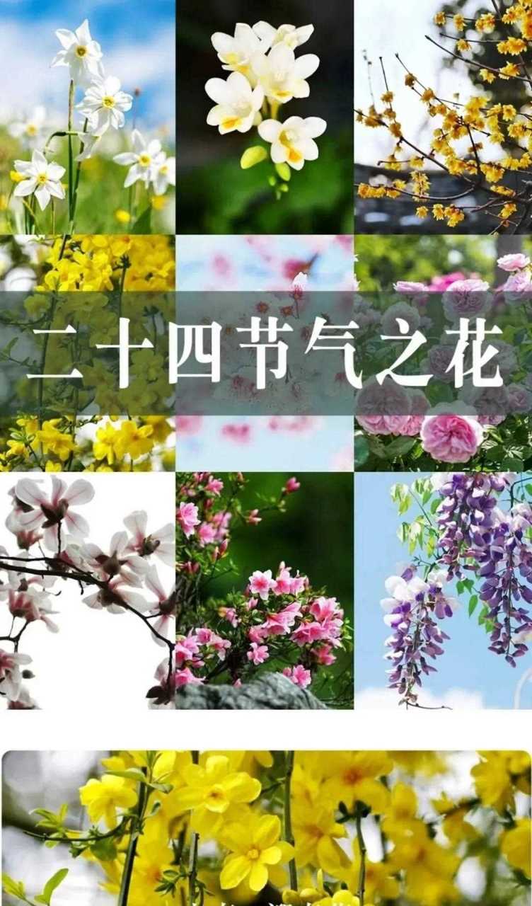 二十四节气专属花图片