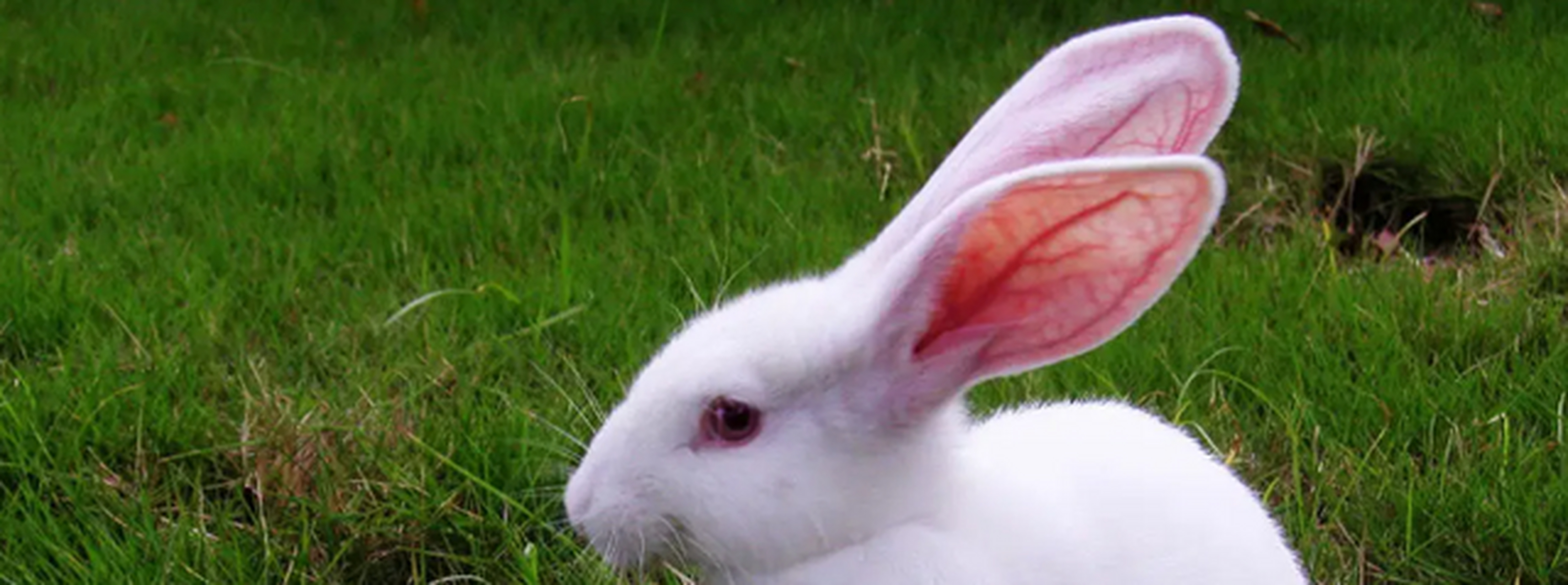 [害羞] 2.这首《小白兔》改变了以往儿歌的风格.