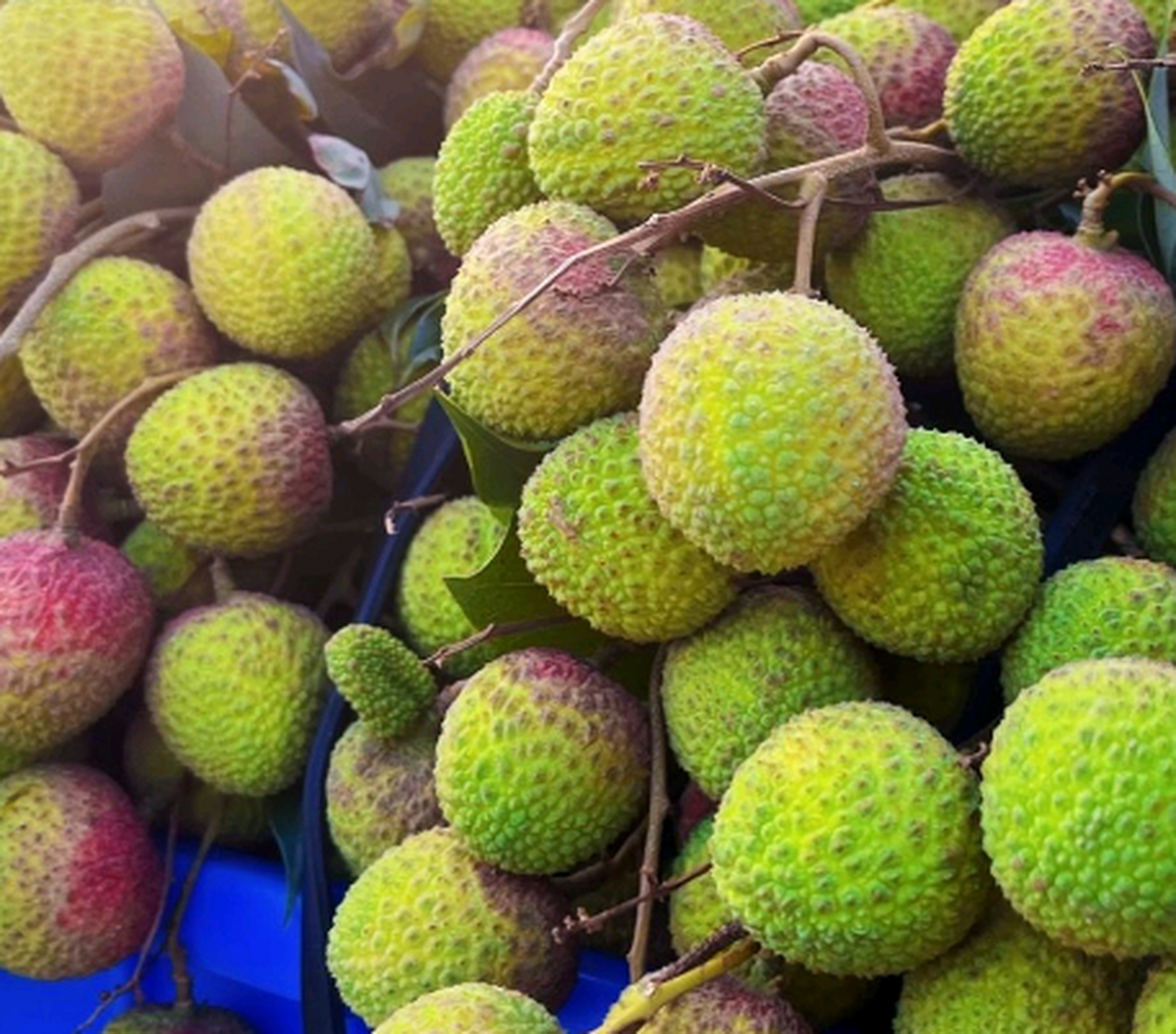 青荔枝和红荔枝,味道有什么不一样吗