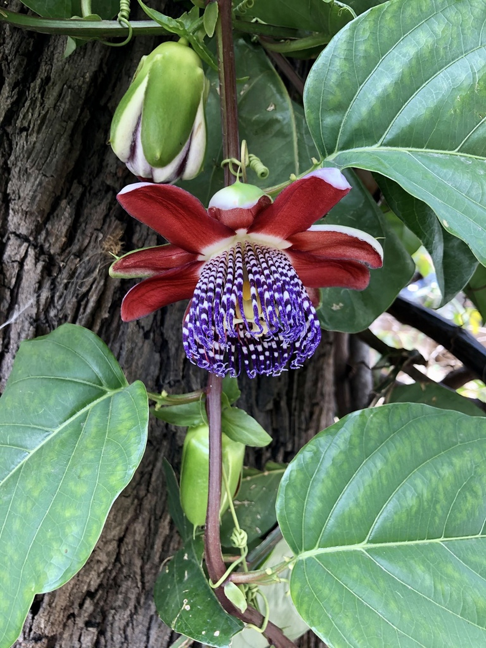 百香果的花真漂亮,颜值味道双在线 翅茎西番莲 passiflora alata 它是