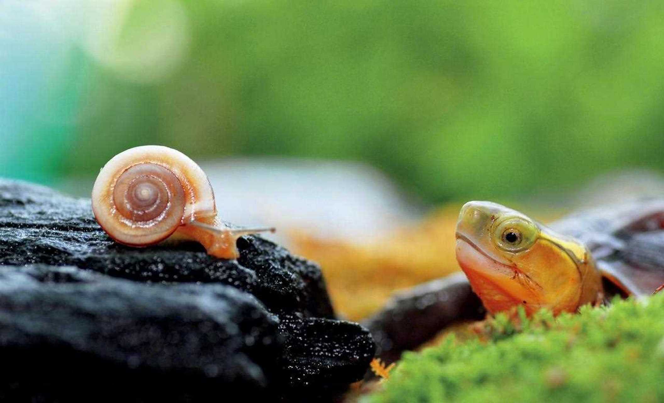 黄缘闭壳龟主要分布在中国南方和日本琉球群岛,腹甲分为前后两片,由