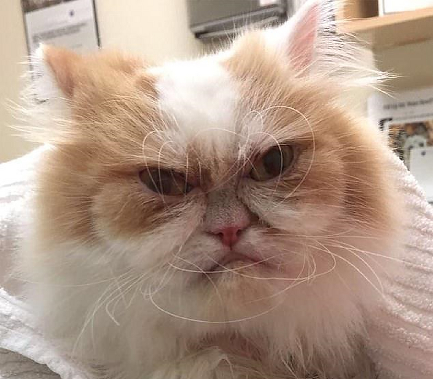这只皱眉猫正在吸引越来越多的粉丝!