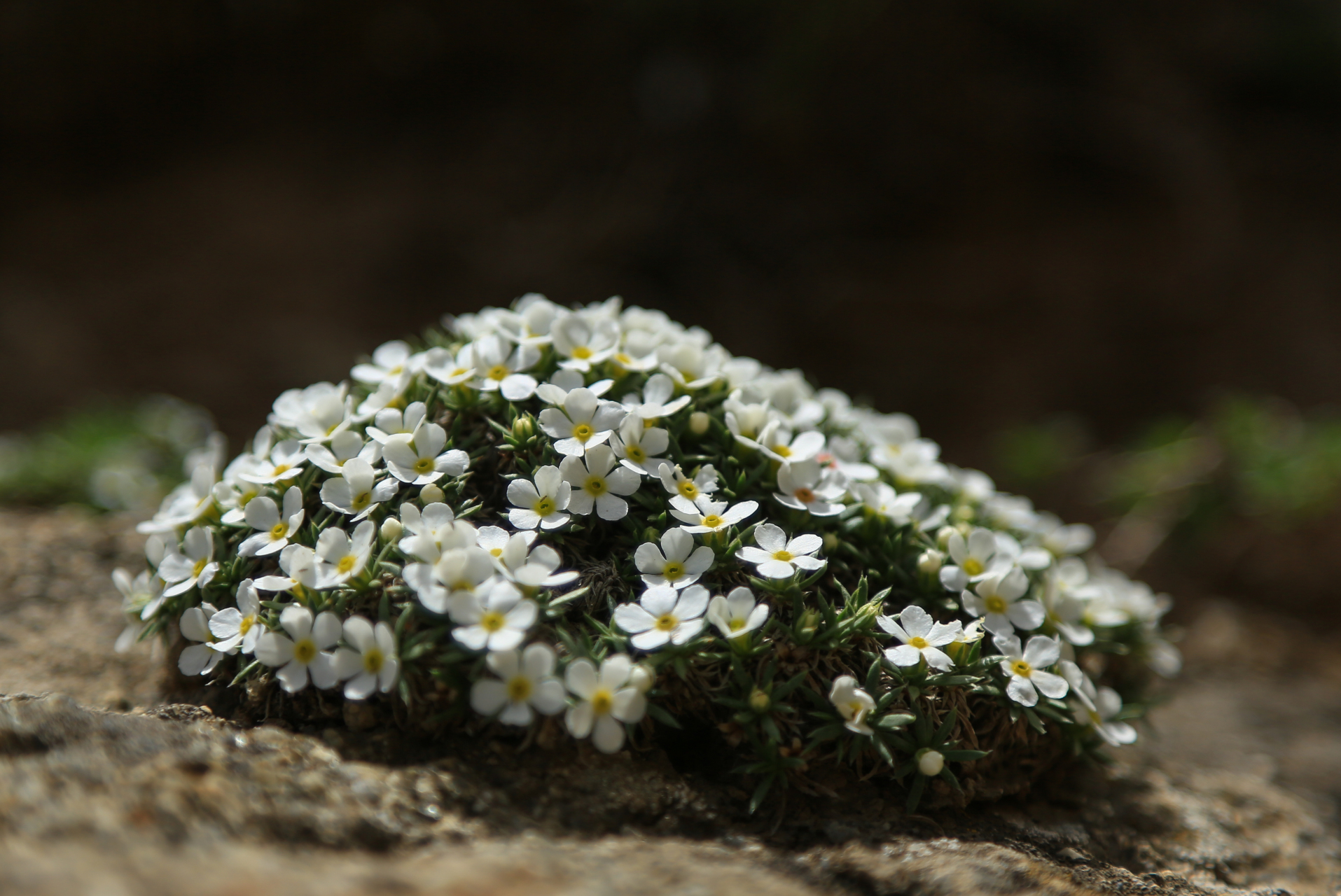 点地梅# #贺兰山