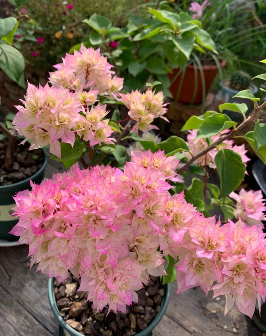 这个品种名叫"怡锦",别名"西施",就是一款非常漂亮的重瓣三角梅,其