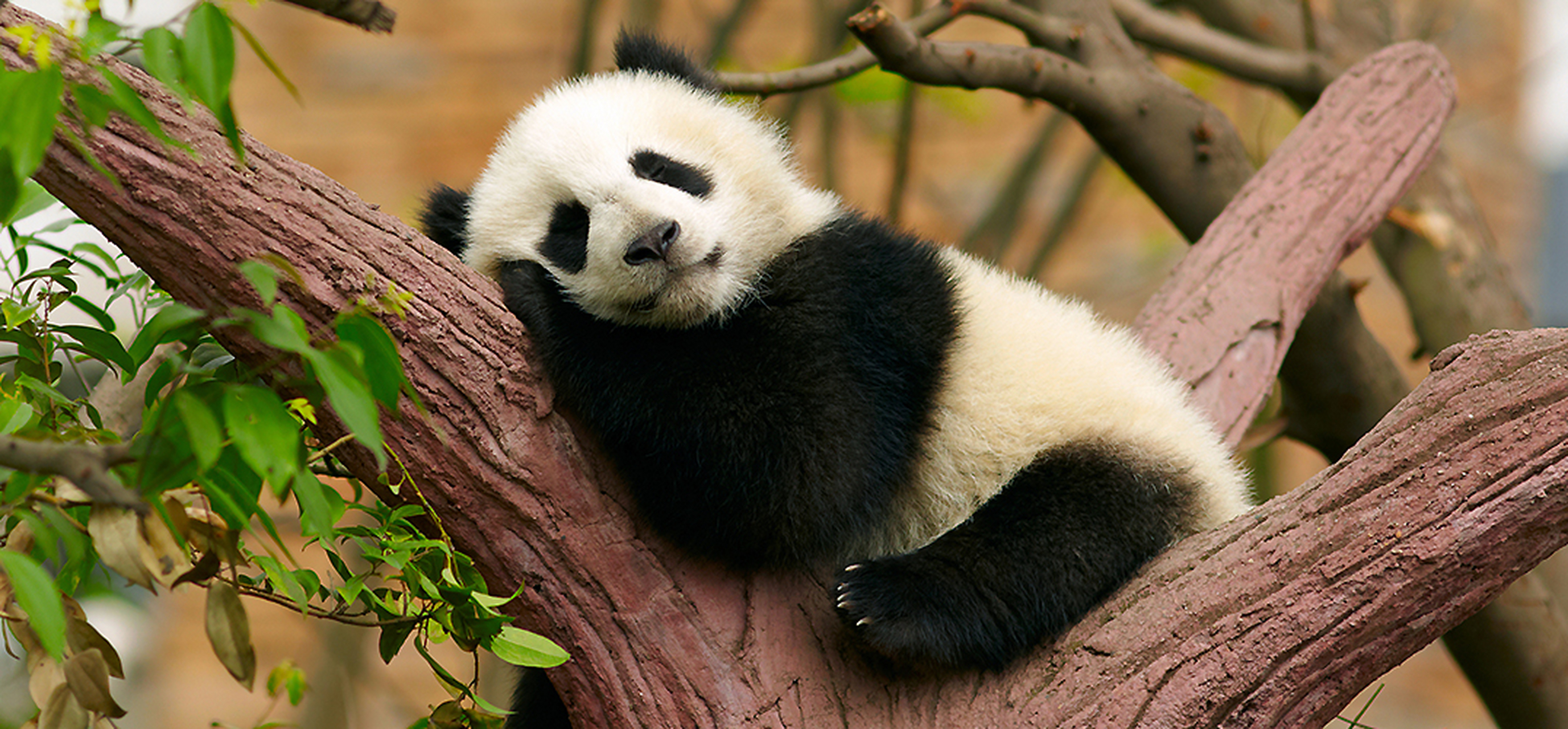 回国后的丫丫,得到了北京动物园的精心照料.