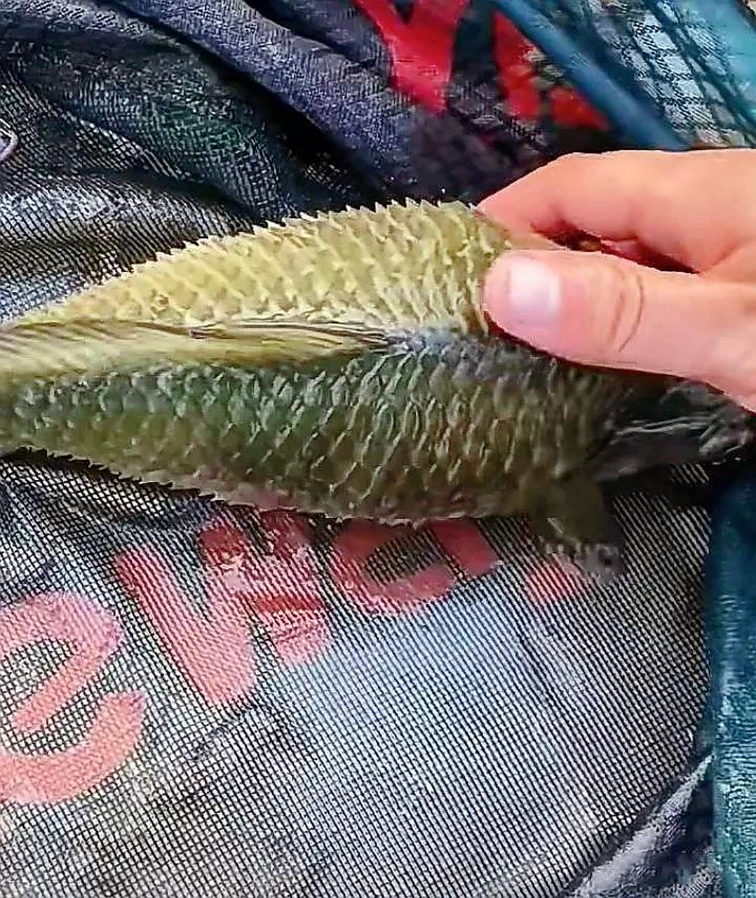 这鱼是咋了,怎么身上的鳞片全乍起来了…… 是不是因为天气太冷,连"