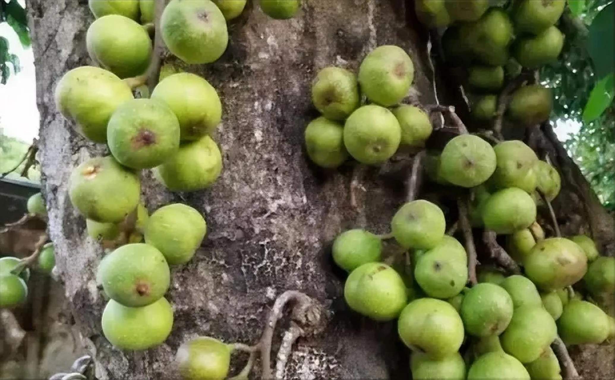 又称椰柿(椰蜜果),属于锦葵目木棉亚科