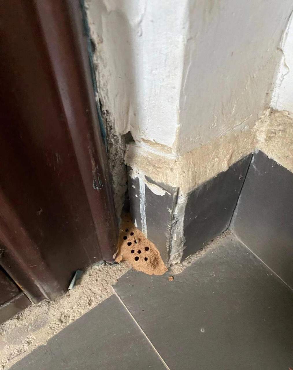 这是白蚁窝嘛?  #2023新年装新家##沪尚茗居装修报价