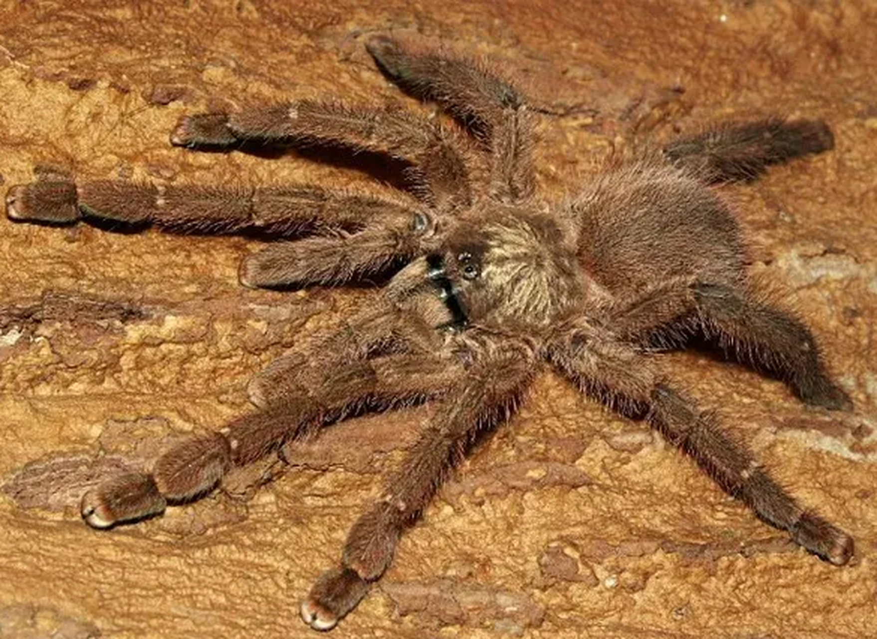 长相恐怖的10种生物:长毛蜘蛛鹰  长毛蜘蛛鹰又叫长毛蜘蛛杀手,主要