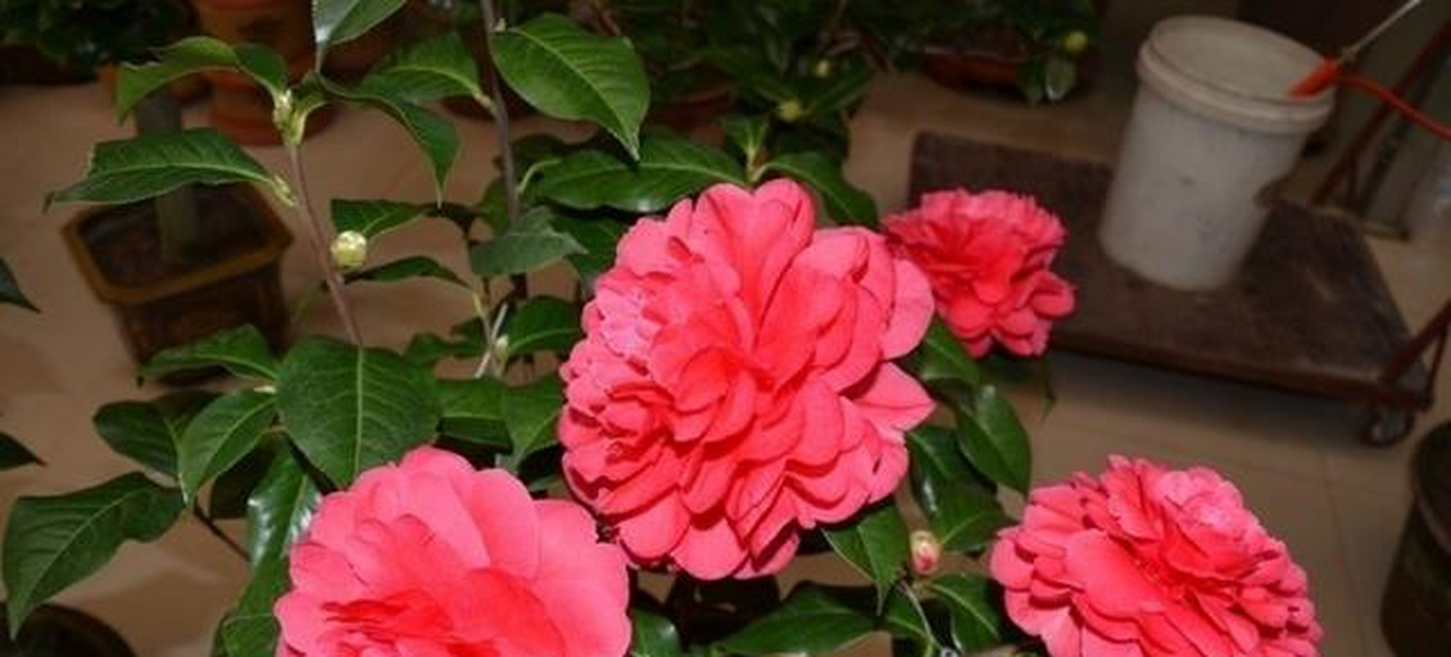 迎春花全图
