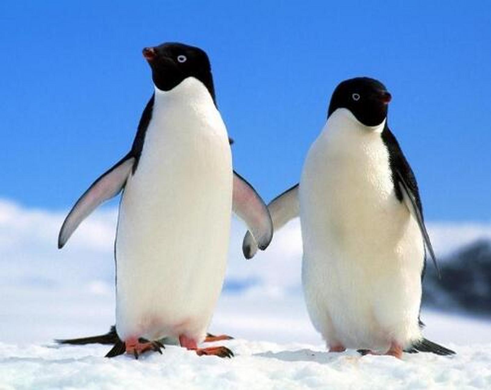 生活在南极的憨态可掬的企鹅,看起来和鸟没有任何关系,可能更像是一种