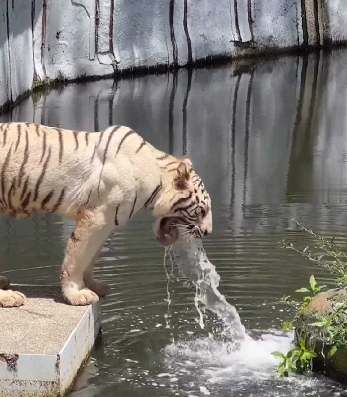 第一次看到老虎在"吐水",你说它这是在干啥?