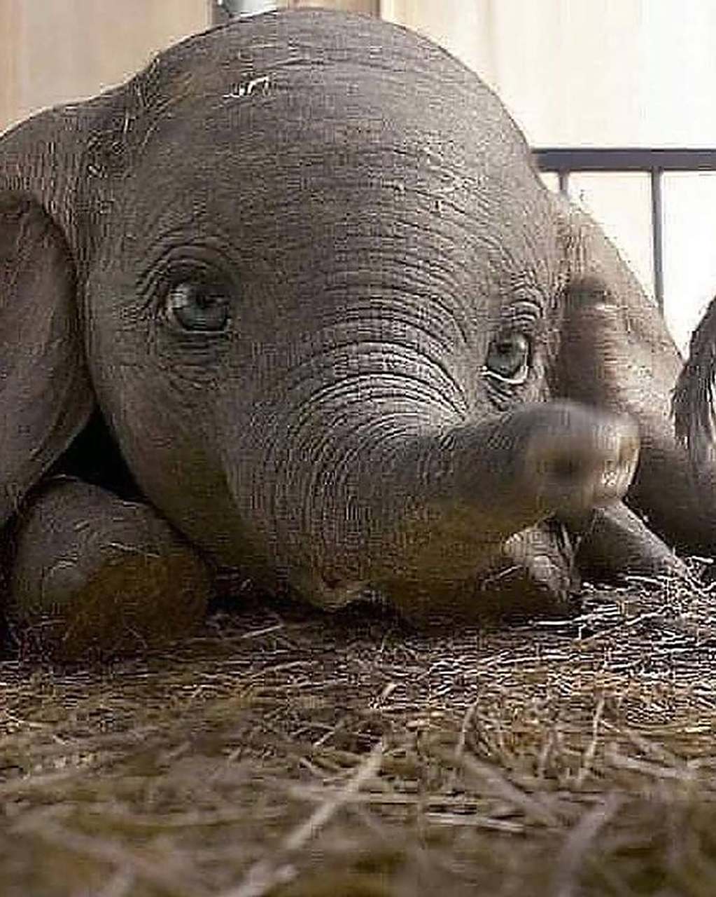 原来小象的眼睛真是蓝色的,和小飞象的一模一样! 67