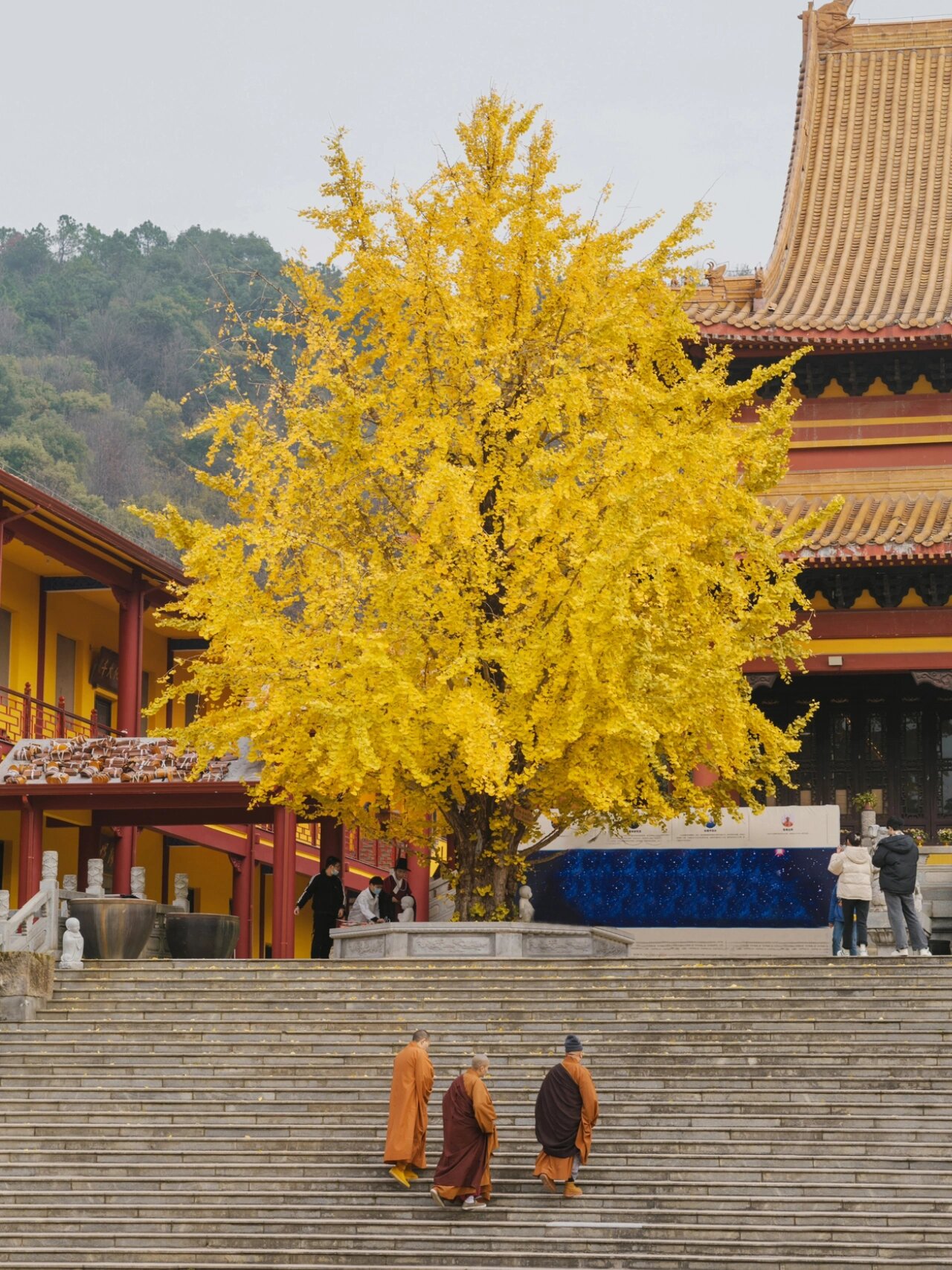 洗心禅寺银杏图片