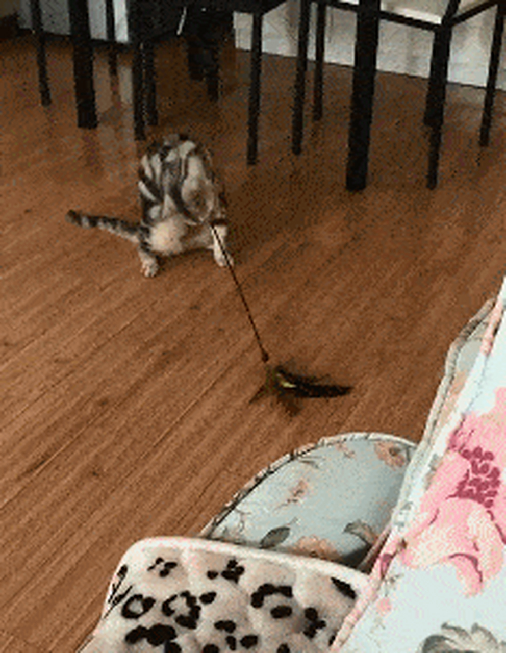 老猫:我还不相信我够不着#gif创作人