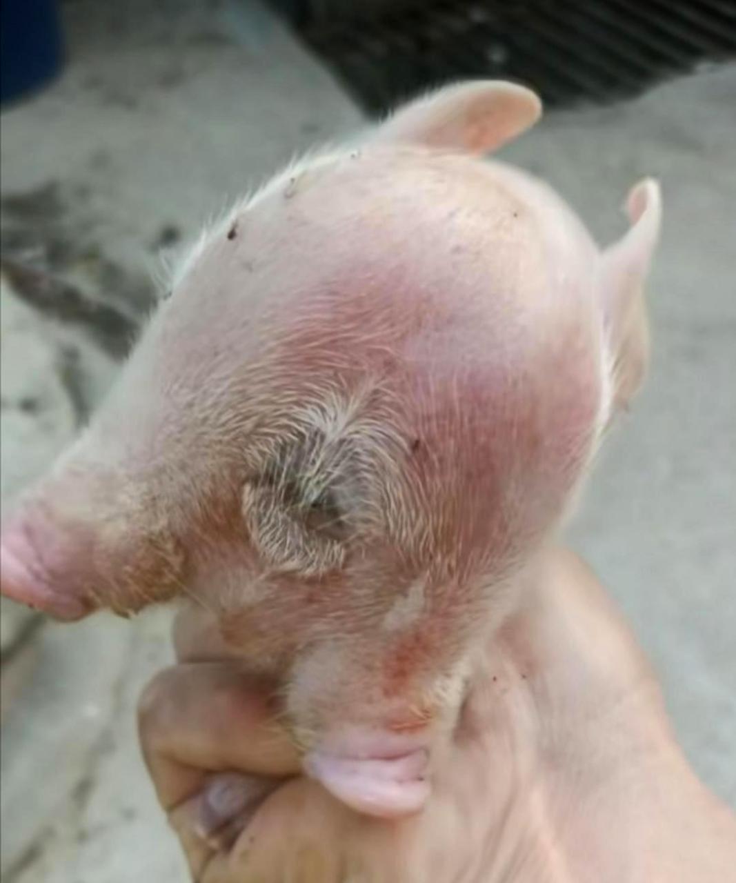 这只长了两个头的猪让我第一次见到,真是吓了我一跳!