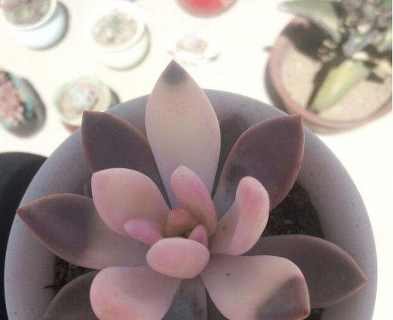 市面上出售的药锦紫珍珠主要有两种,一种是外面的叶子正常,中间的叶子