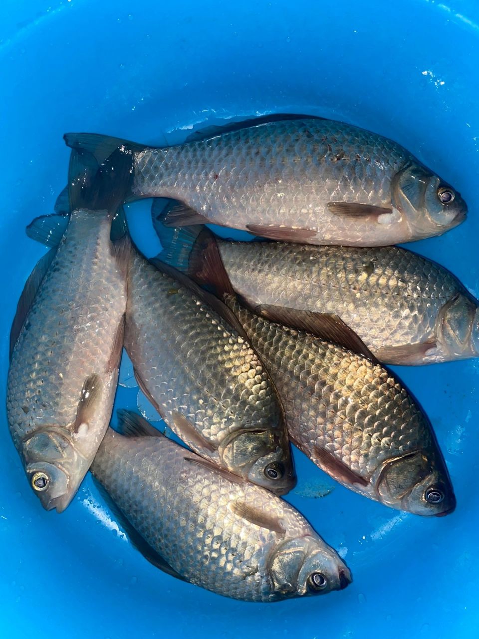 野钓鲫鱼 本来还有个很大的鲫鱼, 拉出水面后飞到炮台上掉了    #钓鱼