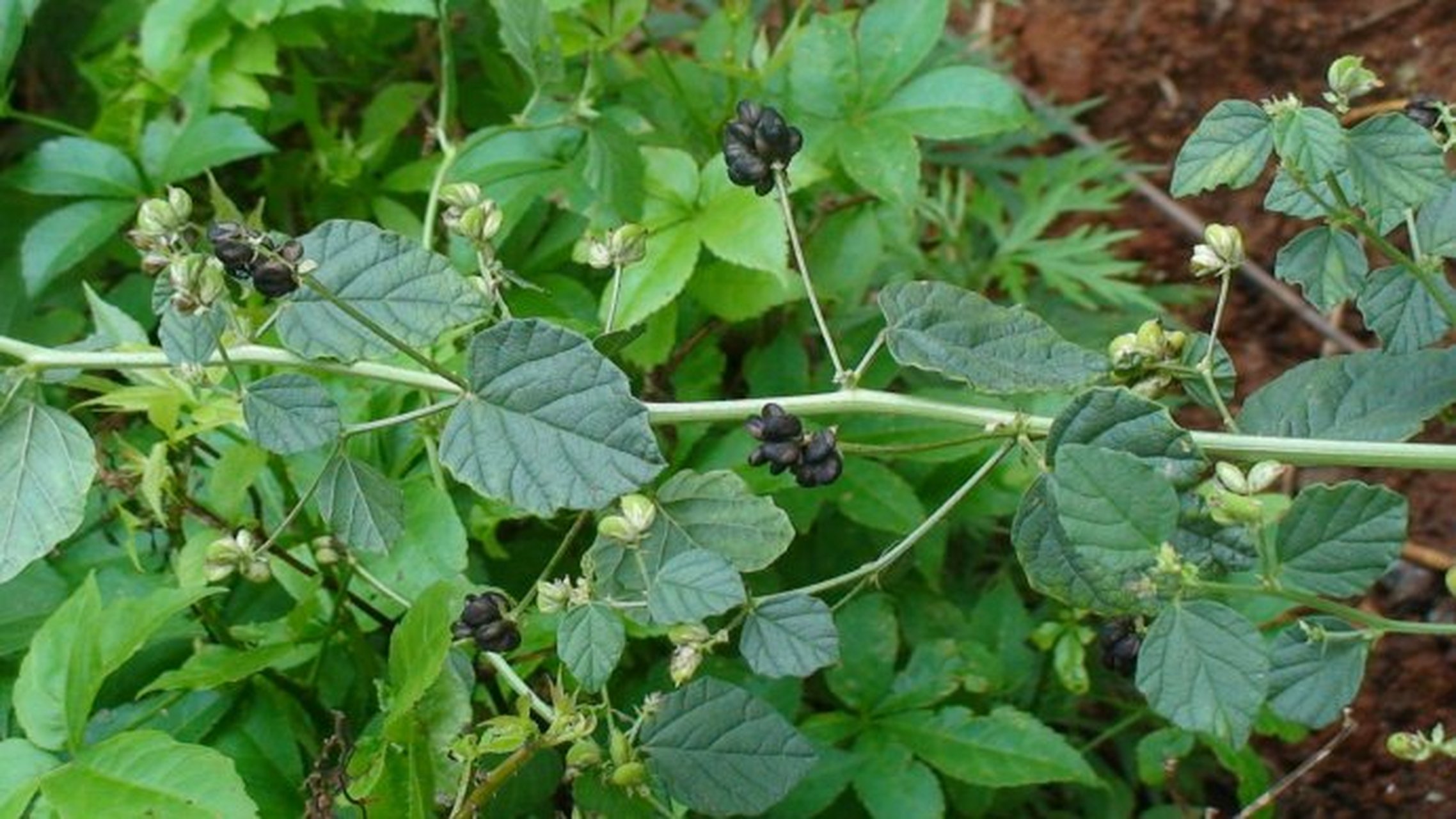 补骨脂既能温补肾阳,又可固精缩尿.