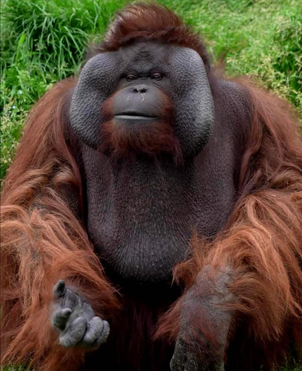 这只大猩猩长得好奇怪,让人感觉有点滑稽!