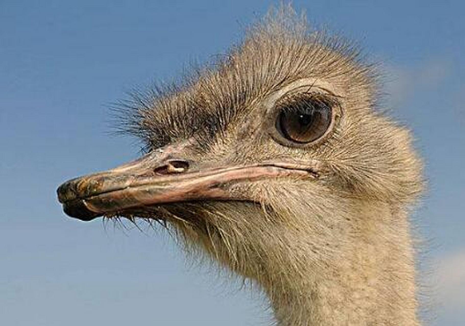 经解剖学研究表明,非洲鸵鸟的全脑平均重量为26.34克,平均全长为59.