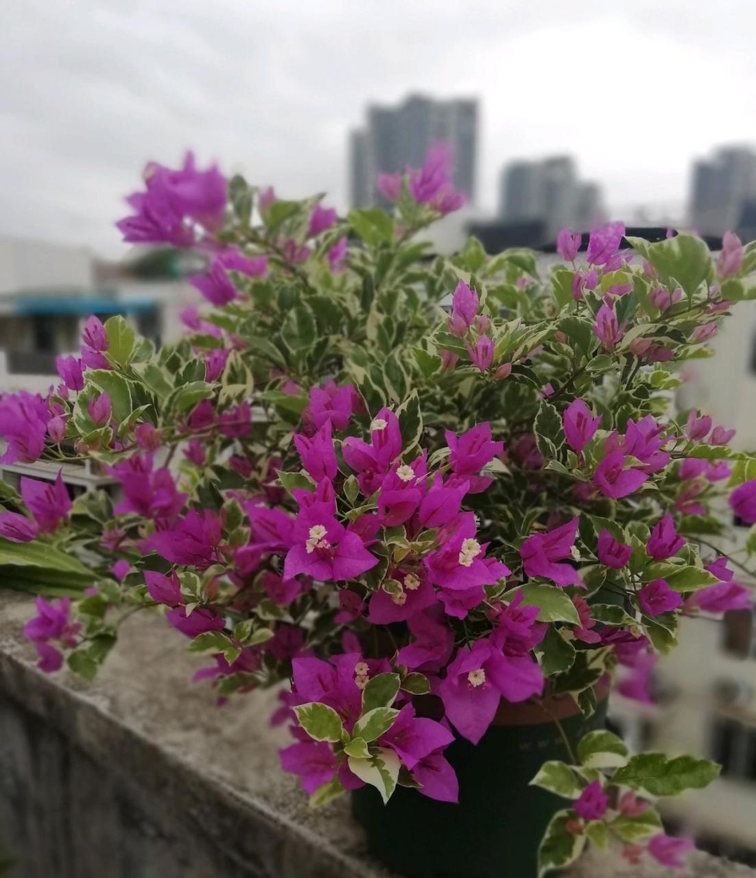 三角梅"银边浅紫"开花的样子.  #五一来逛我家##五一家装fun惠