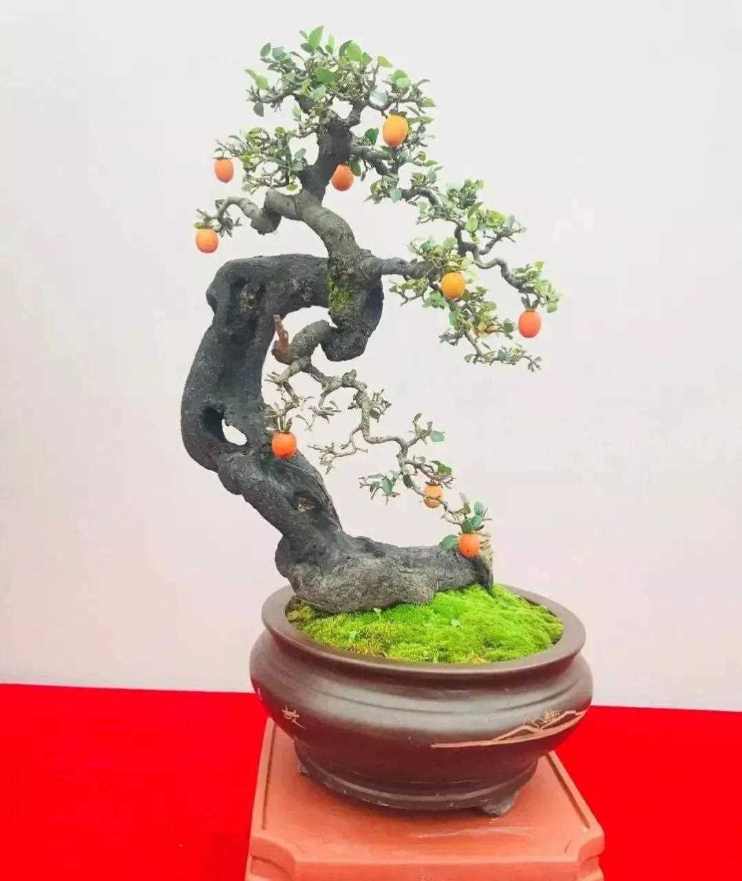 金弹子盆景获奖佳作欣赏