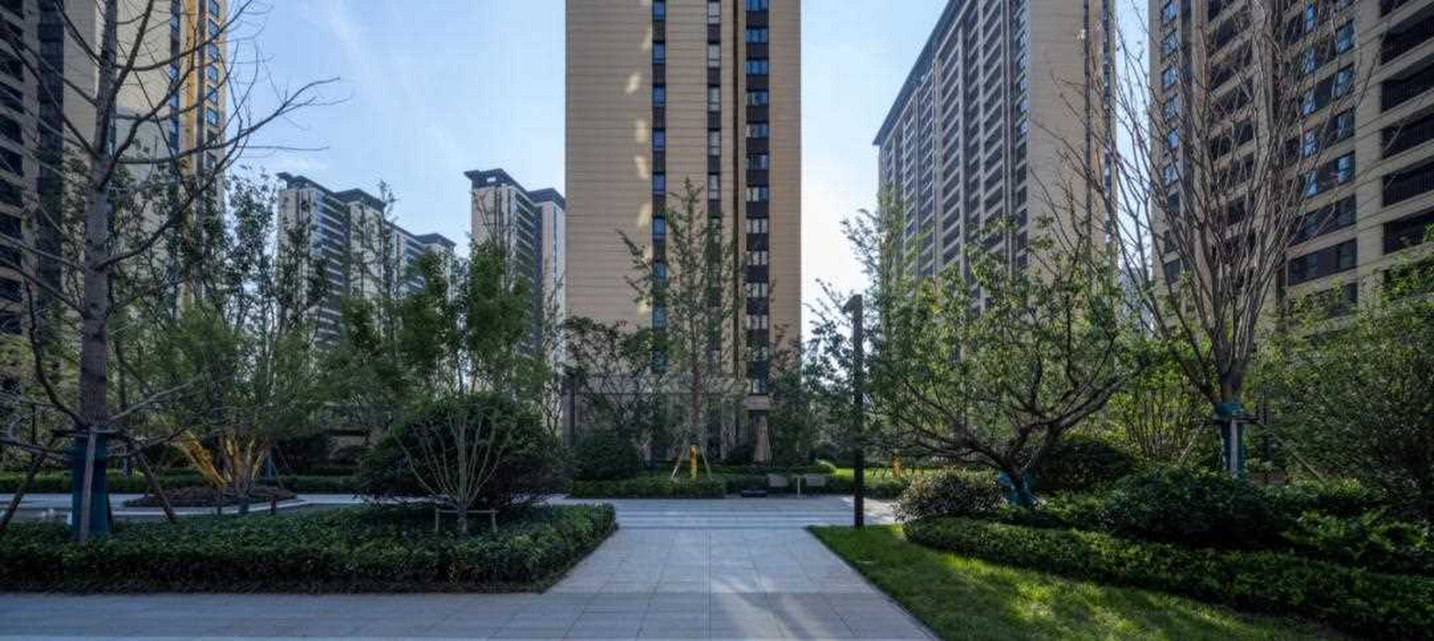 青岛龙湖天钜大区  ① 应用品种: 常绿树:白皮松,石楠等;[二哈] 大乔