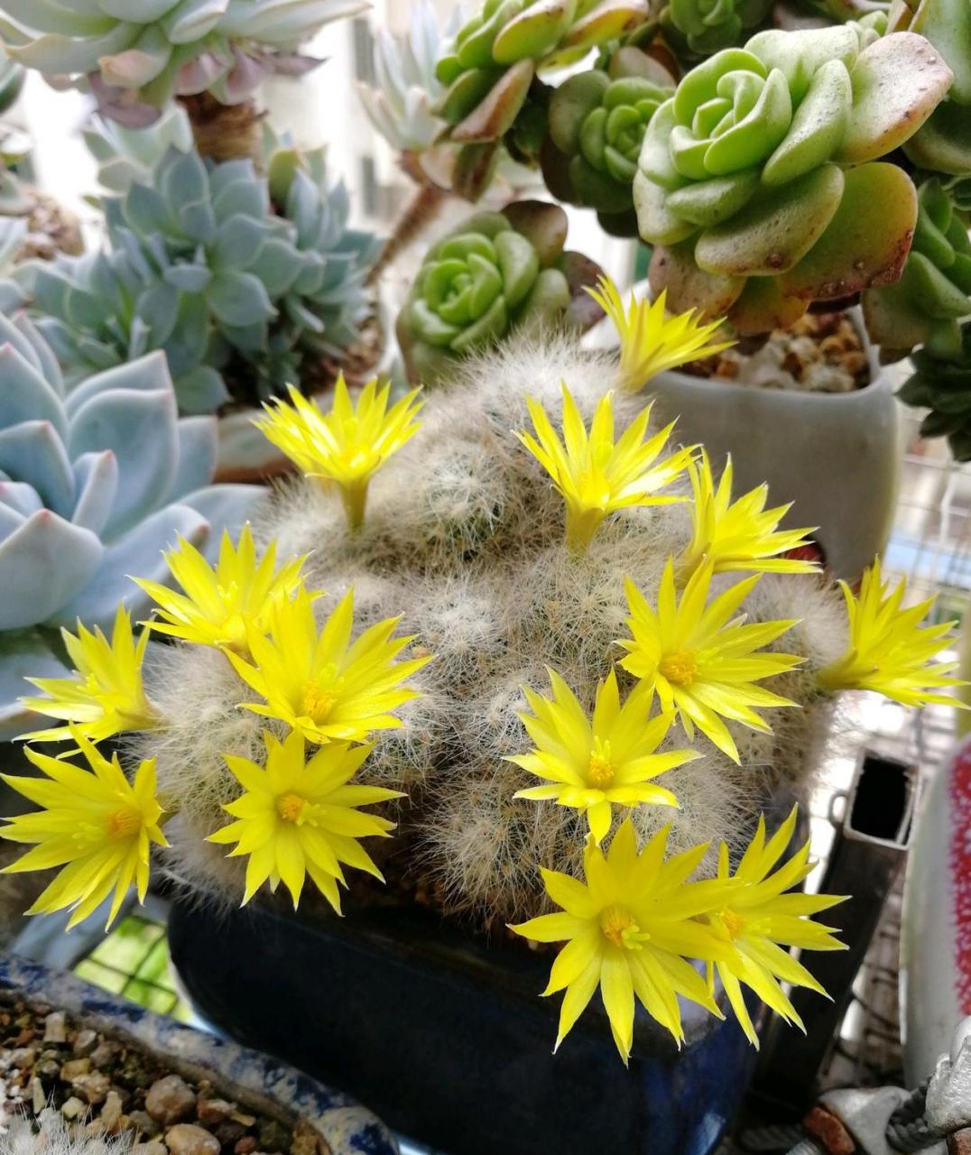 有种仙人球,名叫"芳香丸",乳突球属多肉植物,身上长满了白色的绒毛,看