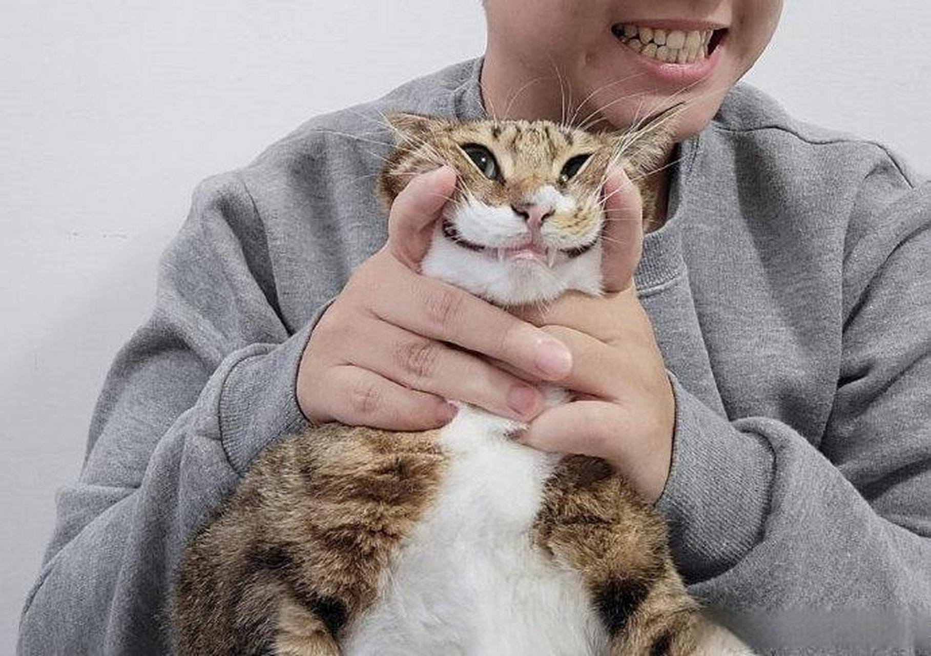 强颜欢笑[喵喵]  #搞笑