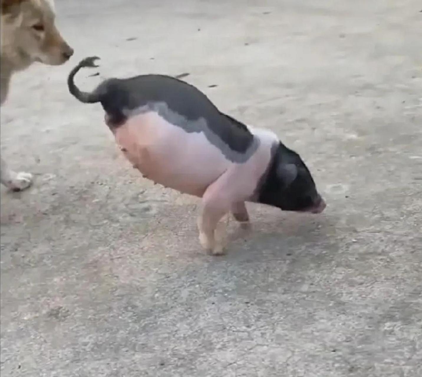 真正的猪坚强!毅力可嘉! #搞笑趣味图