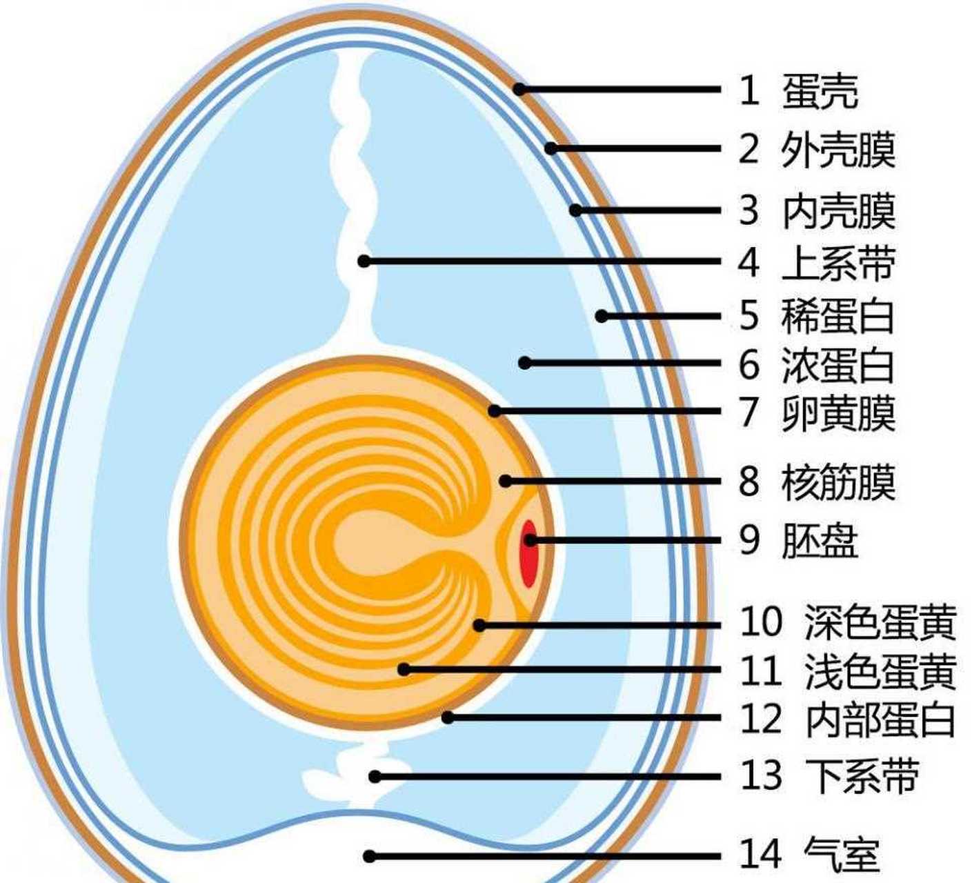 鸡蛋孵化过程照蛋图图片