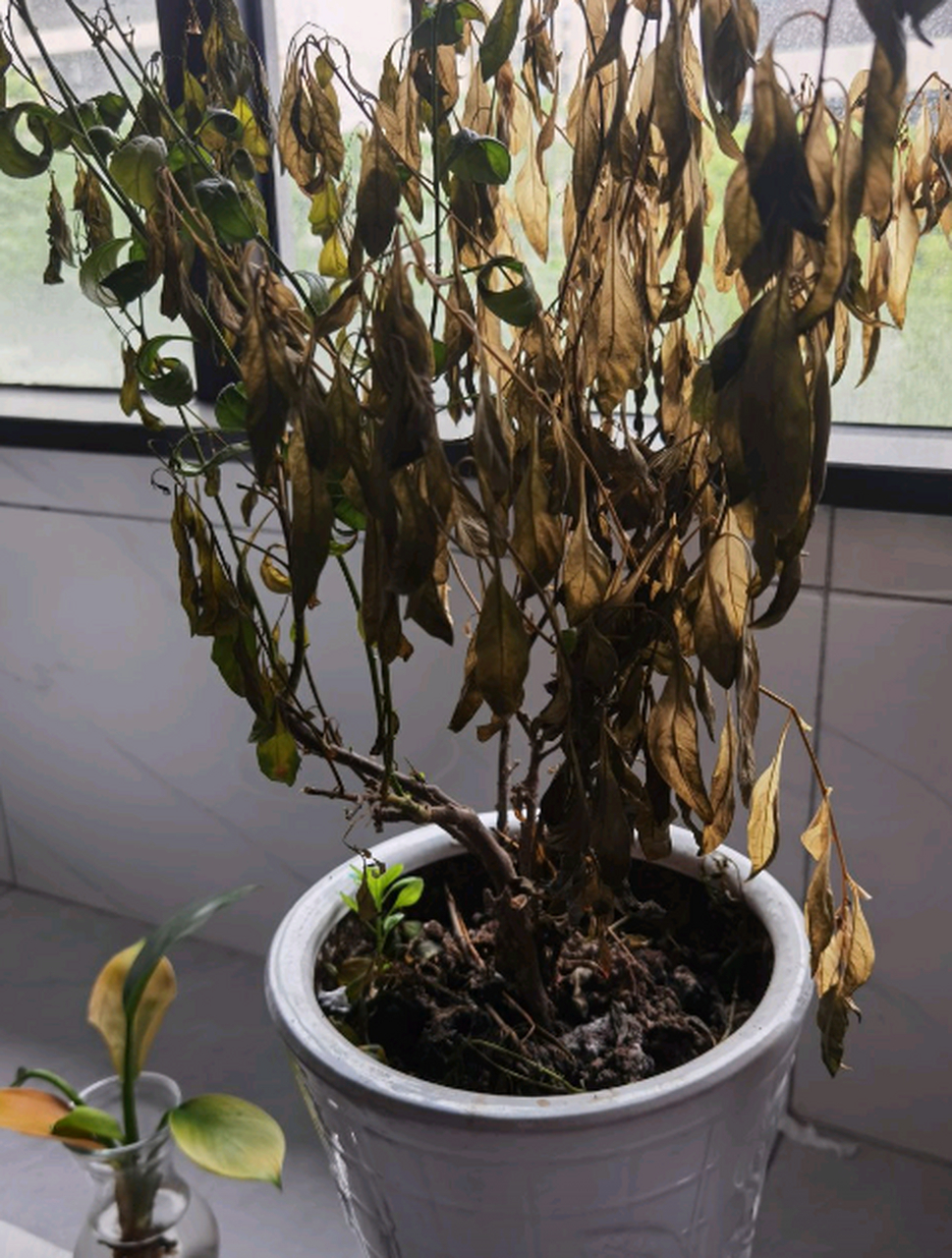 我还以为这树枯死了呢,结果长出一个小苗来