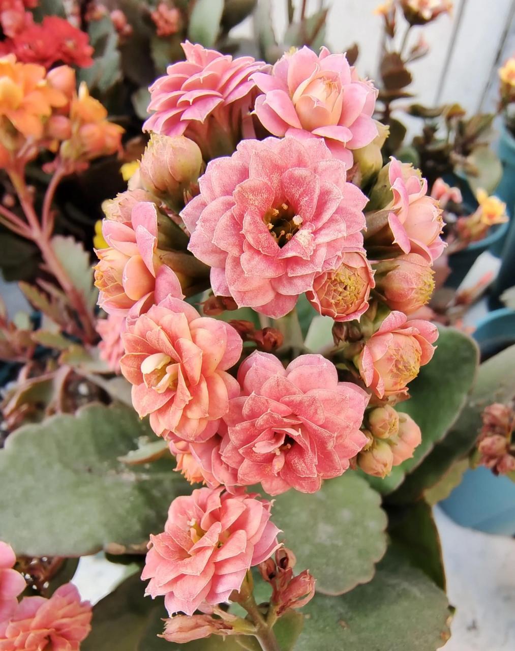 长寿花～果冻,年近年关入的一款果冻,到手后天气缘故快销苞了,心想着