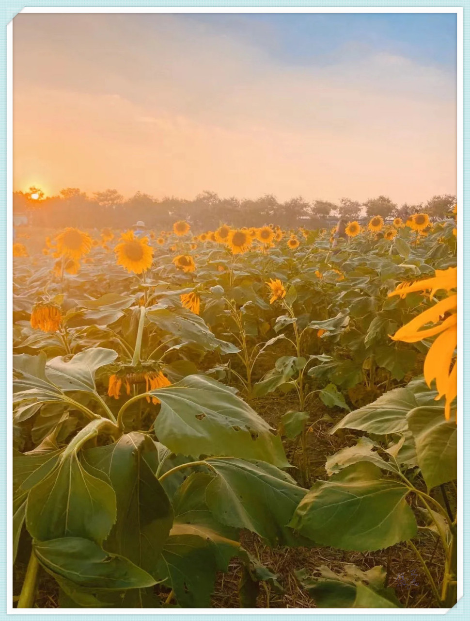 合肥牛角大圩风车花海,一个充满魅力的遛娃胜地,如此美景怎能错过!